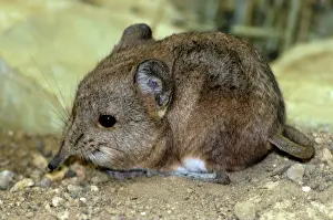 Wildlife Photography Prints Drucke: Short-eared Elephant shrew