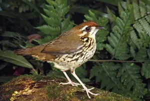 Wildlife Artwork For Sale Drucke: Short-tailed Ant-thrush