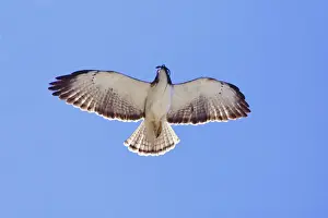 Drucke von Buteo brachyurus - JZ-3578, Kurztailschwalbe im Flug mit Eidechsenfresser. Erwachsene Tiere Kurzschwanzbussard Drucke: Kurztailschwalbe im Flug mit Eidechsenfresser, erwachsene Tiere; März, Nayarit-Mexiko