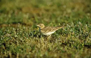 Personal Use Bird Prints Only Drucke: Short-toed Lark