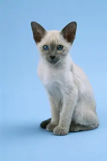 Personalized Home Decor Prints Drucke: Siamese Cat Kitten 10 weeks