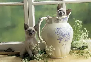 John Daniels Artwork Drucke: Siamese Cat Kittens in jug