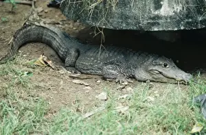 Exotic Pets For Sale Drucke: Siamese Crocodile