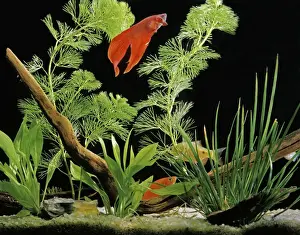 Thailändischer Kampfknochenfisch-Aquarium