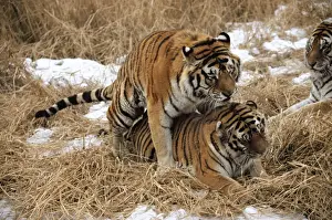 Sibirischer Tiger - Paarung