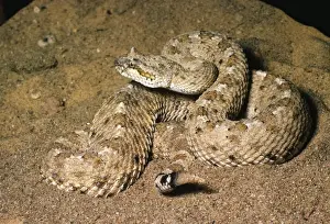North American Reptiles Drucke: Sidewinder Rattlesnake