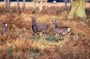 Chris Knights Photographer Drucke: Sika Deer