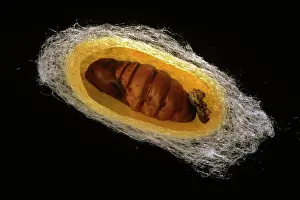 Bilder Datiert 18. Juli 2011: Seide-Maulwurm - Schnitt durch den Kokon