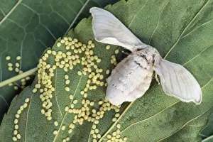 Lepidoptera Insects Drucke: Silk Moth - laying eggs