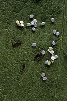 Wildlife Insects Images Drucke: Silkworm Larvae - hatching