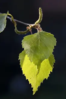Betula Pendula Images Drucke: Silver Birch leafs