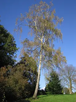 Forest Landscape Artwork Drucke: Silver Birch Tree