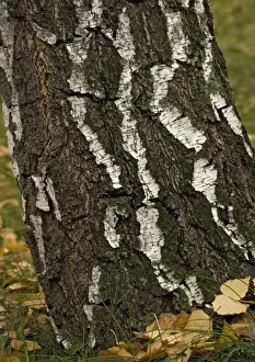 Close Up Deciduous Trees Drucke: Silver birch Tree in autumn
