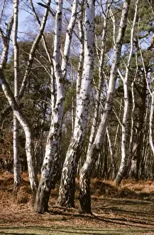 European Deciduous Trees In Autumn Drucke: Silver Birch UK
