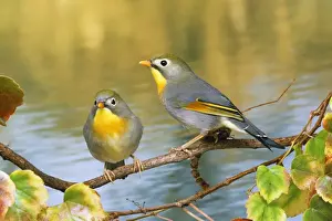 Personal Display Art Prints Drucke: Silver-eared Mesia