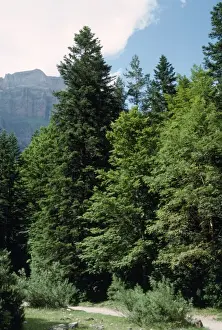 Fir Tree Photography Drucke: SIlver Fir - amongst trees
