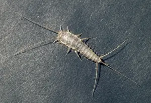 Insect Prints For Sale Drucke: Silverfish