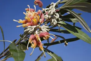 Western Australia Flora Drucke: Silverleaf Grevillea On the Phillips Range, Gibb River Road, Kimberley, Western Australia
