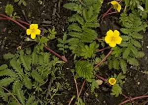 Medicinal Plants Europe Drucke: Silverweed