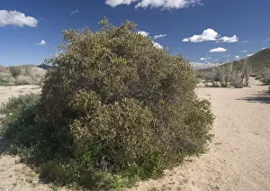 Drought Tolerant Plants Drucke: Simmondsia chinensis