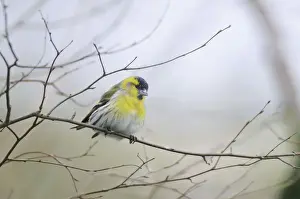 Garden Wildlife Photos Drucke: Siskin - perched on branch