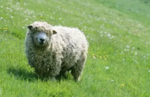 Schuddeschaf