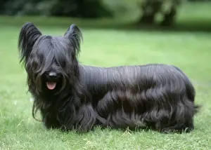 Canine Portrait Photography Drucke: Skye Terrier Dog