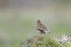 Avian Wildlife Drucke: Skylark - calling - UK