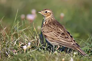 UK Birds Drucke: Skylark - Cornwall - UK