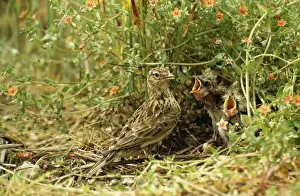Chris Knights Photographer Drucke: Skylark At nest