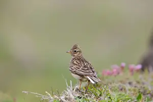 Avian Wildlife Drucke: Skylark - UK