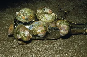 Mollusc Shells Drucke: Slipper Limpets - chains of one on top of another, onold bottle