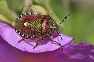 Dolycoris Baccarum Drucke: Sloe / Hairy Shieldbug