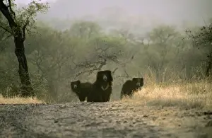 Bärenbär