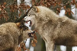 German Wolves Drucke: Wolf