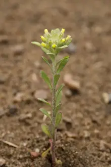 Rare Flowering Plants Drucke: Small alison, Alyssum alyssoides. Very rare in eastern England