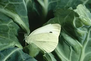 Cabbage White Butterfly Pictures Drucke: Small Cabbage White Butterfly - On cabbage