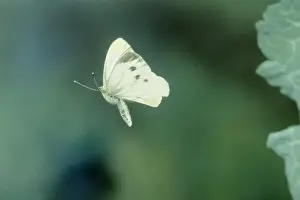 Drucke von JD-1419-c Kleiner/Weißer Knopfmot - Im Flug Pieris rapae Latein auch Artogeia rapae von John Daniels Beachten Sie Klein Weiß Drucke: Kleiner/Weißer Knopf-Maulwort-Flieger im Flug