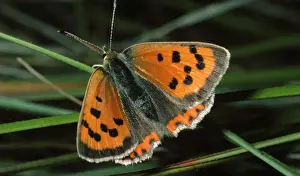 Lycaena Phlaeas Drucke: Small Copper Butterfly
