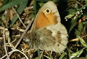 Nature Prints For Sale Online Drucke: Small Heath Butterfly