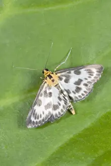 Nature Photography Artwork Drucke: Small Magpie Moth