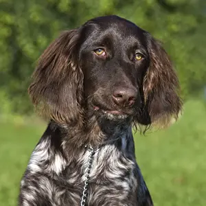 Drucke von Me 2052 Hund - Klein Munsterlandrücker auch bekannt als Vorsitzender Hündin, Heidevogel, Spionagehund Johann Der Meister Bitte beachten Sie Zeiger Drucke: Kleiner Münsterschwein