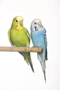 Budgerigar Drucke: Budgerigar - two on perch
