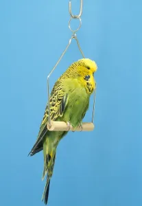 Kleine Haustiere Drucke: Budgerigärchen - im Schwung