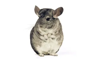 Kleine Haustiere Drucke: Chinchilla
