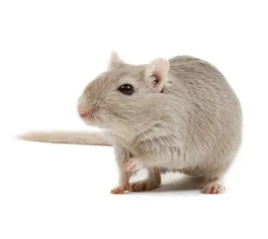Gerbil - im Studio