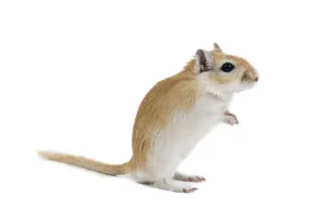 Gerbil - im Studio