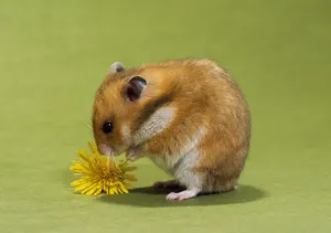 Cute Hamster Images Drucke: Hamster - mini