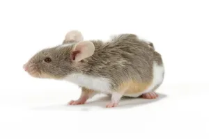 White Background Pets Drucke: Pet Mouse - in studio