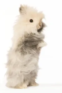 Small Pet Rabbits Drucke: Rabbit - dwarf angora in studio